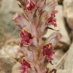 Orobanche gracilis Hábito
