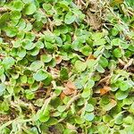 Microgramma vacciniifolia 整株植物