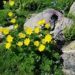 Adonis pyrenaica Blüte