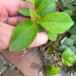 Lindera benzoin Leaf