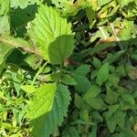 Verbena urticifolia Лист