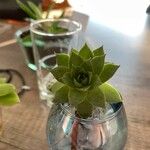 Sempervivum globiferumList