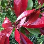 Photinia fraseri Blad