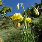 Lilium pyrenaicum Floare