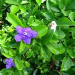 Brunfelsia uniflora Fleur