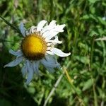 Leucanthemum vulgareFlower