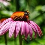Echinacea purpurea 花