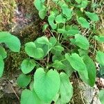 Doronicum pardalianches Leaf