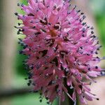 Helonias bullata Blüte