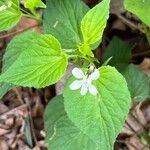 Viola striata Floro