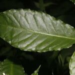 Psychotria horizontalis Hostoa