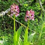 Orchis purpurea Blodyn