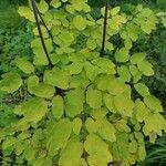 Thalictrum delavayi Ліст