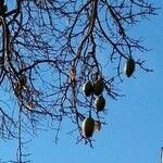 Ceiba speciosa Fruit