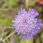 Scabiosa lucida Квітка