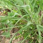 Tragopogon dubius Hoja