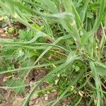 Tragopogon dubius Blad