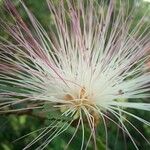 Calliandra selloi Blüte