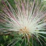 Calliandra selloi Kvet