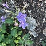 Ruellia ciliatiflora Blomst