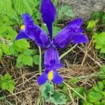 Iris latifolia Kvet