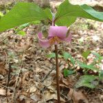 Trillium catesbaei Habit