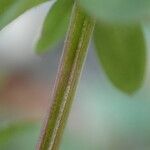 Galium mollugoKabuk