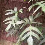 Philodendron pedatum Лист