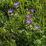 Geranium sylvaticum Pokrój