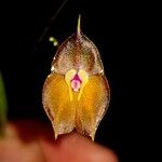 Lepanthes wendlandii Flower