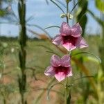 Sesamum alatum Flower