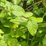 Mentha aquatica পাতা