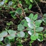 Hemionitis rotundifolia Fuelha