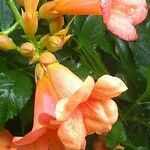 Campsis grandiflora പുഷ്പം