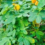 Senna bicapsularis Blatt