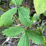 Fragaria virginianaDeilen