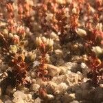 Sedum andegavense 花