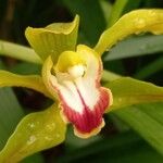 Cymbidium lowianum Květ