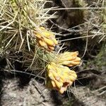 Cylindropuntia tunicata Други