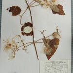 Clematis buchananiana Otro