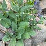 Mertensia ciliata 叶