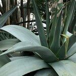 Agave guiengola Habitat