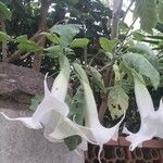Brugmansia × candida Flower
