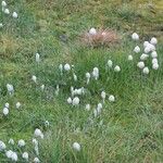 Eriophorum scheuchzeri Mosusu