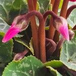 Cyclamen persicum Frukto