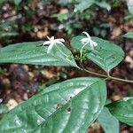 Nichallea soyauxii Flower