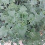 Baculellum articulatum Leaf