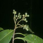 Hebepetalum humiriifolium