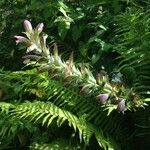 Acanthus mollis Агульны выгляд