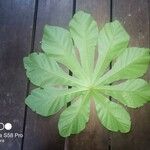 Cecropia obtusa Fuelha